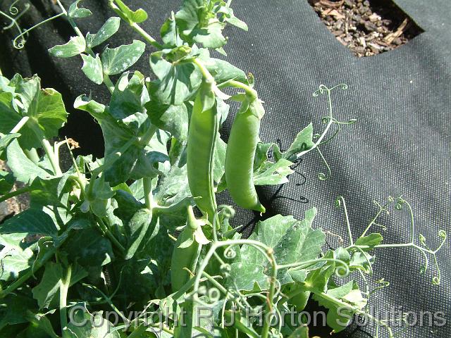 Sugard snap peas_2